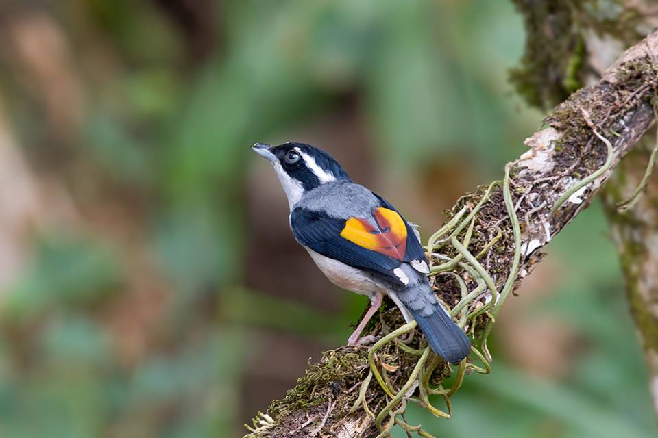 Blyth S Shrike Babbler Birds Of Thailand Siam Avifauna